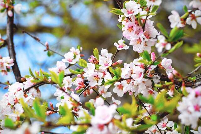 A Sure Sign of Spring:  The Subaru Cherry Blossom Festival of Greater Philadelphia